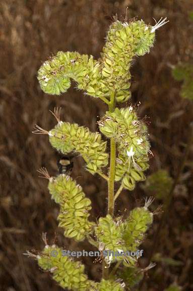 phacelia imbricata ssp imbricata 3 graphic